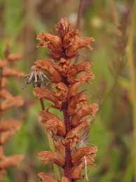 Image result for Orobanche minor