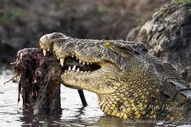 African Nile Crocodile Crocodile Species Nile Crocodile Crocodiles