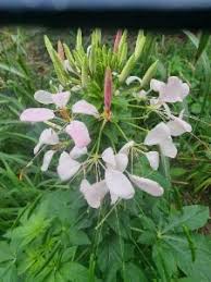 Image result for Cleome rubella
