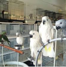 A classic piece that is pleasing to the eye and that will draw attention to your garden. Wahat Africano Birds Shop Abu Dhabi 971 50 265 4747