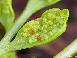 Image result for Samanea leptophylla