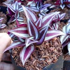 Dibanding dengan tanaman bunga, tanaman hias daun ini jauh lebih populer. Jual Tanaman Hias Tradescantia Zebrina Daun Ungu Kab Bogor Beautifulgarden Tokopedia