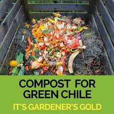 These seeds can be grown to produce additional resource. Composting For Huge Green Chiles Sandia Seed Company