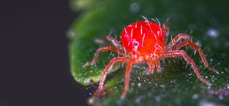 Image result for red mite