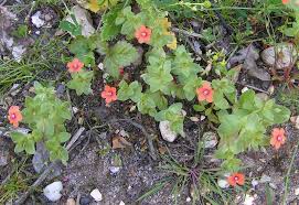 Image result for Anagallis pumila