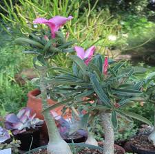 Image result for Adenium multiflorum