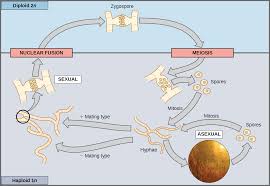 Maybe you would like to learn more about one of these? Biology 2e Genetics Meiosis And Sexual Reproduction Sexual Reproduction Opened Cuny