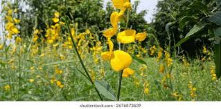 Image result for Crotalaria spartea