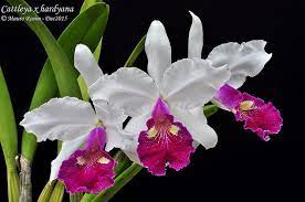 Cattleya X Hardyana Cattleya Orchid Cattleya Orchid Photo