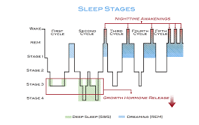 Stages Of Sleep Non Rem And Rem Sleep Cycles