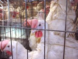 Chickens for sale for your backyard chicken flock or pet chicken coop. Animal Cruelty Caught On Video At Eggland S Best Supplier Fortune