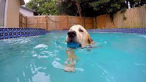Teaching Cooper How To Swim Golden Retriever Puppy Youtube