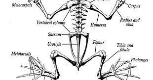 Check spelling or type a new query. A Diagram Of The Skeleton Of A Frog Looking At How A Frogs Bone Structure Is Made Up And What Bones Contribute To Ev Skeleton Anatomy Animal Skeletons Anatomy