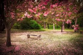 Check spelling or type a new query. Spring Flowering Trees In Nj Chris James Landscaping