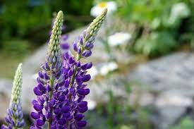 Pin On Green Thumb