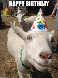 Image Result For Search For Birthday Memes With Photos Of Goats Happy Birthday Goat Birthday Meme Funny Birthday Meme