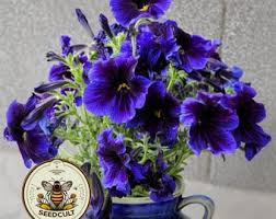 Image result for Cogniauxia podolaena