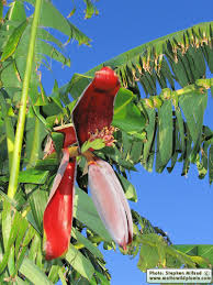 Image result for Musa paradisiaca