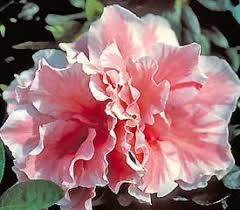 Rhododendron California Sunset To 4 Blooms Early Midseason Evergreen Only Cold Hearty To 20 ƒ Azaleas Rhododendron California Sunset