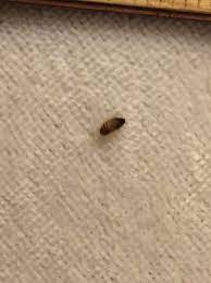 We did not find results for: Bug In My Bedroom What Is It