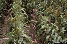 Image result for Striga aspera