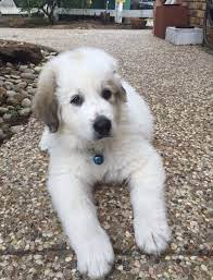 Tatertot 8 Weeks Old 20 Pounds Dallas Texas Great Pyrenees Puppy Great Pyrenees Pyrenees Puppies