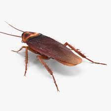Common Household Cockroach 3d Model Ad Household Common Model Cockroach 3d Model Household Real Model