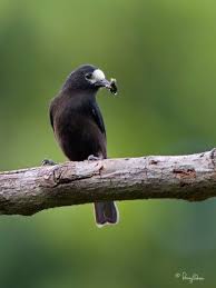 Black Bird With White Tail Philippines Access Denied Bird Species Nature Birds Bird Photography