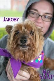 Come and meet Jake and Christian at Petco Schaumburg! These little guys are  ready to steal your heart. ❤️ They will be available adoption from Tomorrow  until Tuesday. Fill out an application