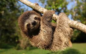 Reviva en el zoo ave el maravilloso mundo de los perezosos. El Perezoso Un Marsupial Lento De La Selva Americana