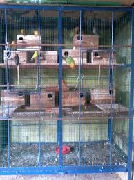 Jadi jika anda ingin memulai memelihara kelinci ataupun ingin berternak kelinci sebaiknya anda mempunyai lahan untuk membuat kandang kelinci yang bisa untuk dijadikan. Cara Membuat Ternak Lovebird Dengan Kandang Koloni Peternakan Dan Perkebunan