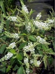 We did not find results for: Sweet Almond Bush Florida Nursery Mart