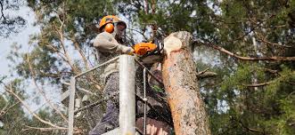 Tree Services