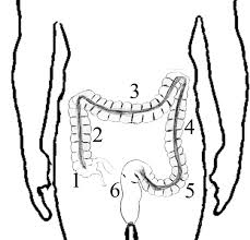 It begins at the level of the iliac crest, where it is continuous with the descending colon, and ends in the sigmoid colon at the superior aperture of the lesser pelvis. Chirurgische Gemeinschaftspraxis Leverkusen Anatomie
