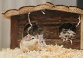 Browse lafebervet's latest avian veterinary medicine content or refine your search by topic or bird species (parrot, passerine, pigeon, raptor, waterfowl). All About Syrian Hamsters Petopedia