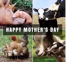 For while some children express their love for the rest of the year precious words to show her all the affection nurtured towards her. Ffgc G7pgo8asm