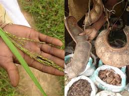 Image result for Chamaecrista zambesica