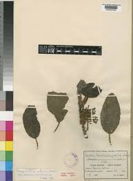 Image result for Phragmanthera usuiensis