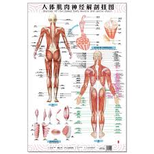 Back of tibia & fibula down to planar flexion of foot inversion of foot extends across back of tibia; Anatomy Of The Human Body Muscle And Nerve Charts 3pcs Front Side Back English And Chinese Female Male Bilingual Posters Anatomy Human Anatomy Muscleanatomy Female Aliexpress