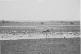 Image result for Tristachya lualabaensis