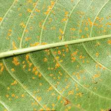 Fungicides, including mycobutanil, control plumeria rust, according to the university of hawaii at manoa cooperative extension. Tropical Gardening Helpline Taking Care Of Plumeria Trees West Hawaii Today