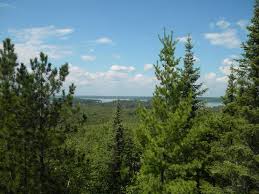Image result for evergreen trees