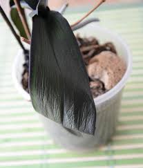 Image result for puklice na orchideích obrázek