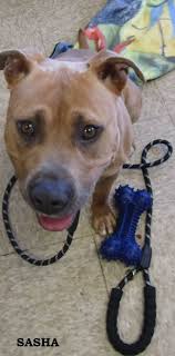 I moved with my family to the falls church area from south florida in 2010. Dogs For Adoption Near Gary In Petfinder