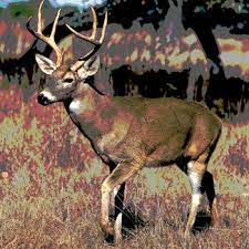 Delicious, healthy, all natural elk meat. Game Meat A Complex Food Safety And Animal Health Issue
