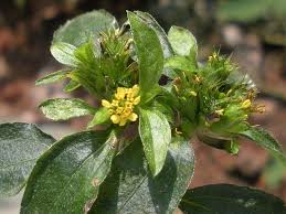 Image result for Sclerocarpus africanus