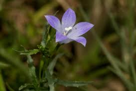 Image result for Gunillaea rhodesica