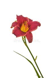 Check spelling or type a new query. Purple Hemerocallis Daylily Little Missy Stock Image Image Of Lilac Leaf 135977091