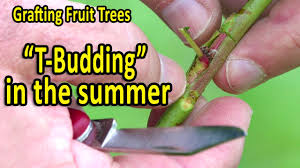 The roots of a tree control their eventual size, dwarf fruit trees are created by grafting to the roots of miniature trees. Grafting Fruit Trees The Best Grafting Techniques For Apples Pears And Other Fruit Trees Youtube