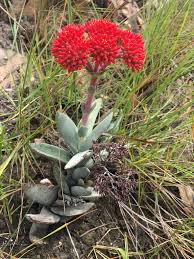Image result for Crassula perfoliata